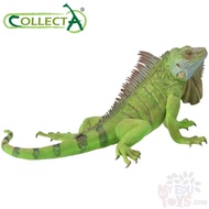Iguana Green - Collecta 88965  Reptiles & Amphibians Animal Action Figurine / Toy Figure Collction T