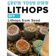 SG seller Lithops Starter Kit Grow lithops from seeds living stones seed *not succulents succulent* plants