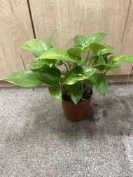 黃金葛盆栽