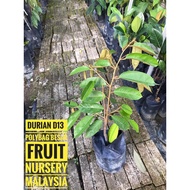 Anak pokok durian D13 M size