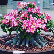 bibit tanaman bunga adenium bonggol besar bahan bonsai kamboja jepang