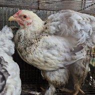Ayam Brahma Dewasa 1 pasang Ayan Brahma Bandung