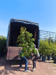Anak Pokok Durian D99 5 feet tall