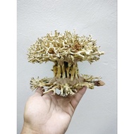 bonsai aquascape driftwood aquarium