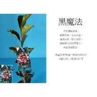 心栽花坊-黑魔法/茶花/茶花苗/小品售價60特價50