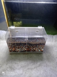 Akuarium Baby chana