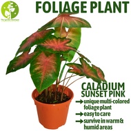 [Local Seller] Caladium Sunset Pink Houseplant Indoor or Outdoor Foliage Plant | The Garden Boutique - Live Plants
