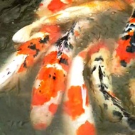 paket 5 ekor ikan koi sanke kohaku jumbo 50cm hiasan kolam