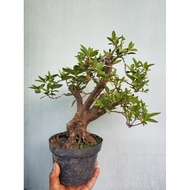 Bonsai Azalea