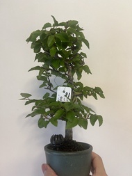 Bonsai 岩四手 日本盆景 風水 禮物 自用 收藏 觀賞