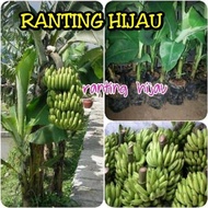 Bibit Pisang Ambon Super