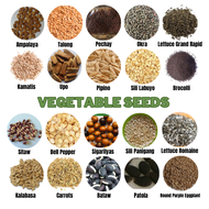 VEGETABLE SEEDS AMPALAYA KAMATIS TALONG OKRA LETTUCE PECHAY UPO PATOLA SALUYOT SILI LABUYO CABBAGE K