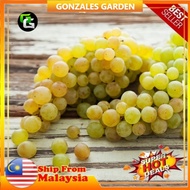 Anak Pokok Anggur Golden Muscat Grape Pokok Premium