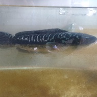 Ikan Toman Jumbo 80 cm 