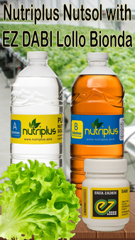 Nutriplus with DABI Lollo Bionda Lettuce Starter Combo for hydroponics