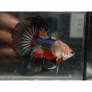 *📛P‼️BUY 1 FREE 1‼️IKAN LAGA/HALFMOON FANCY BETTA
(PERCUMA HALFMOON FEMALE)