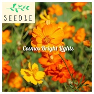 Cosmos Flower Bright Lights Seeds Mix | Cosmos sulphureus