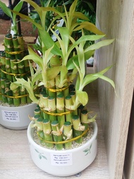 Bibit Tanaman Hias Bambu Cina bambu hoki