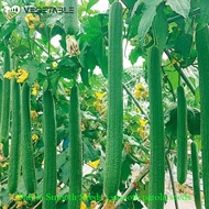 Patola Smooth Seeds(20seeds) - smooth patola seeds Vegetable Seeds