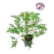 Pokok Ulam Raja / Cosmos Caudatus / Pokok Sayur / Live Plant