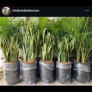 Lidah Mertua Jumbo Dengan Pot Terazzo Tembikar (TANAMAN HIDUP)