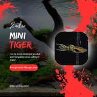Mini Tiger Endler Guppy Pair