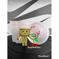 YBB - Set Of 5🪴半透明小花盆🪴TRANSPARENT Planting Pot