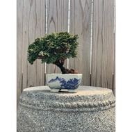 Pet Cypress Sketch Green Plant Bonsai Potted Plant