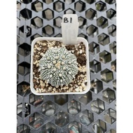Augustfame - Astrophytum Asteria Superkabuto B1 超兜 仙人球 cactus succulent