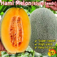 100% Original Sweet Hami Melon Seeds Sale (80pcs Seeds) Benih Hami Melon Fruit Seeds Cantaloupe Seed
