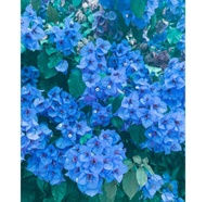 tanaman hias bougenville bunga biru