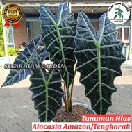 Tanaman Hias Alocasia Amazon - Alocasia Amazonica