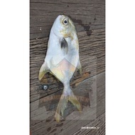 Clearance Sale 20LB 30LB Single Apollo Dual Transparent Colourful Line Rigs 20LB 30LB Perambot Maste