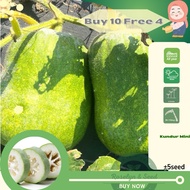 Biji Benih Kundur Mini Mini Winter Melon Cluster 一串铃冬瓜种子