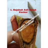 Ubat Anti Kanser Bajakah