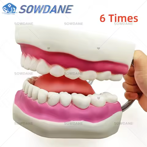 6 Times Giant Tooth Model Dental Teaching Model with Tongue Detachable Enlarged Standard Size Model 