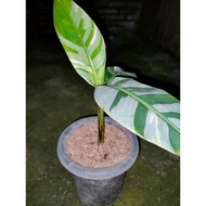 Sindo - Musa Ae Ae Live Plant D4BMSDXMIV