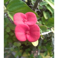 POKOK MAHKOTA BERDURI(Bunga Merah)