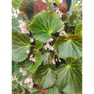 POKOK BEGONIA / ASAM BATU / BUNGA BEGONIA (POS SEKALI PASU & TANAH)