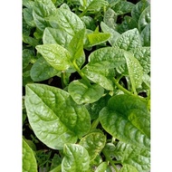 பசலைக்கீரை விதைகள் (பச்சை) / BENIH SAYUR BAYAM MALABAR (HIJAU)/ GREEN MALABAR SPINACH / 马拉巴尔生菜（绿色)