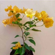 Tanaman hias bougenville monalisa kuning - bougenville bunga kuning