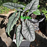 alocasia Bisma rimbun Best Seller