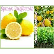 Bibit Jeruk Lemon California