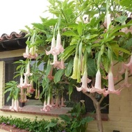 30 เมล็ด เมล็ดดอกไม้ แตรนางฟ้า ดอกลำโพง Angels trumpets Flower Seeds สายพันธุ์ Pink Angel Trumpet