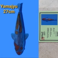 ikan koi import ochiba sertifikat 01