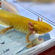Axolotl Salamander Albino 17cm