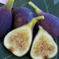 ต้นมะเดื่อพันธุ์ Fruit Plant Jin Ao Fen Figs ขนาดกระถาง 10นิ้ว ลำต้นสูง 90-100 ซม (ทาบกิ่งพร้อมออกผ