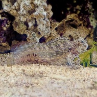 ikan hias laut jabing glodok cleaning crew