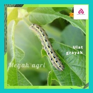 ATHA** INSEKTISIDA DIMETION 500ML DIMETOAT 400G/L SETARA KANON DIMACIDE SIDAJOS