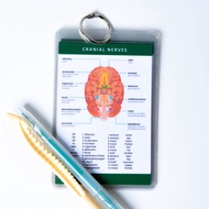 Anatomy must know flashcards: 1set (laminated with ring binder) Medicine/Nursing Flashcard Anatomy B